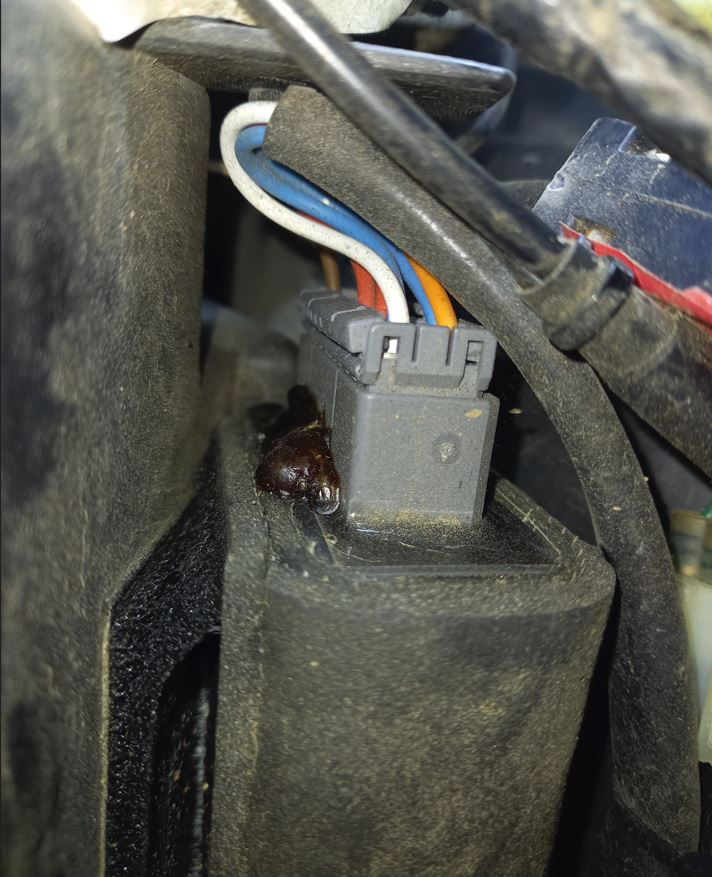 CDI Devmoto.JPG