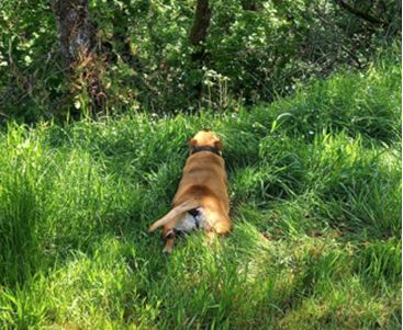 051 Dog Control.JPG